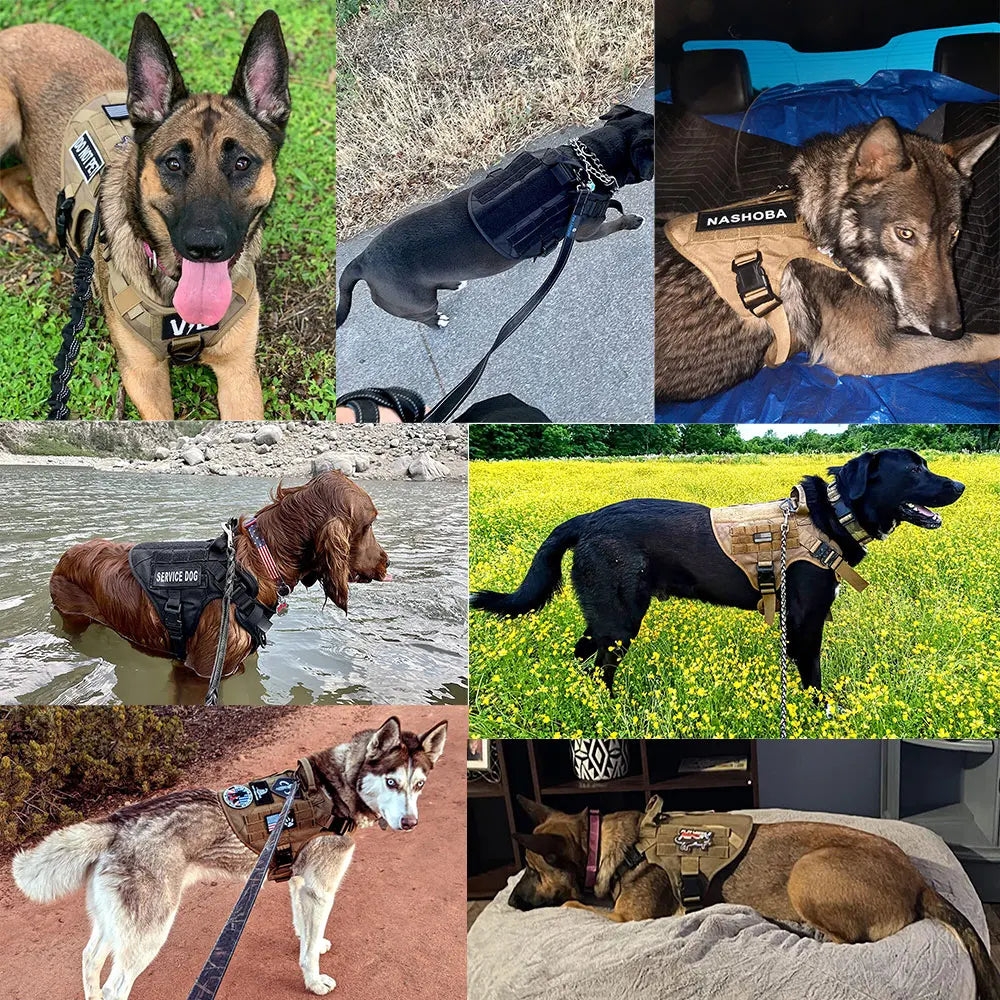 Tactisch K9 hondentuig