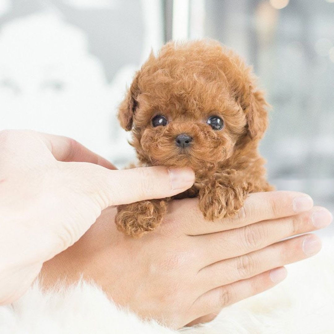 Realistisch interactief robotpuppy-speelgoed voor kinderen