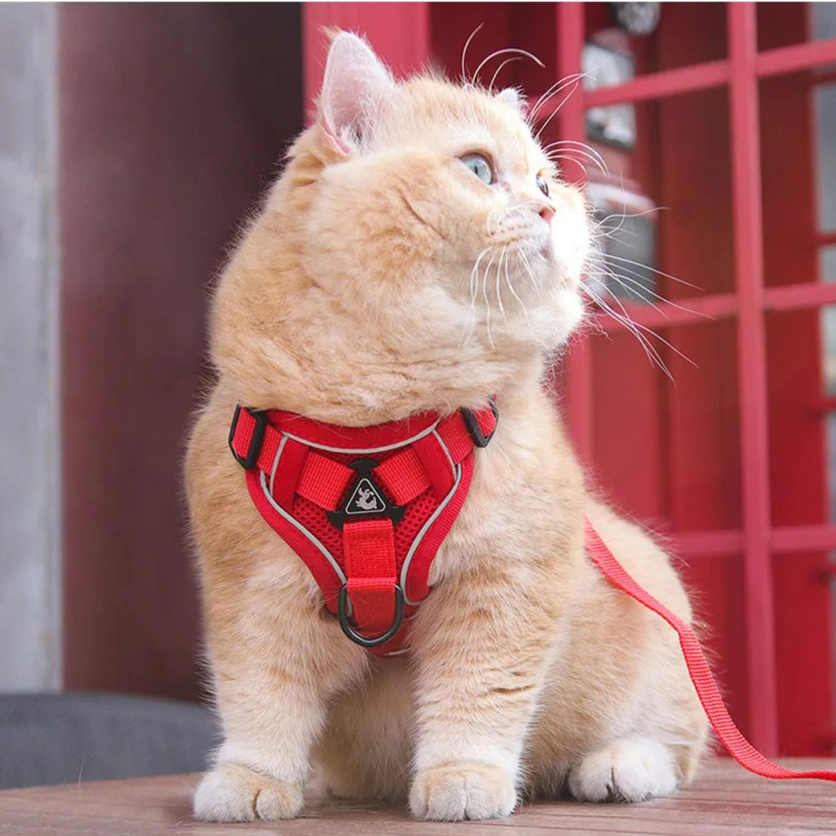 Veilig kattentuigje met ontsnappingsbeveiliging