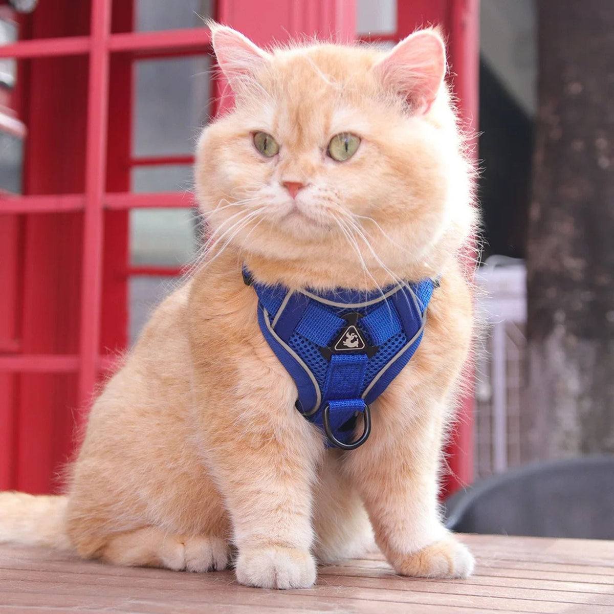 Veilig kattentuigje met ontsnappingsbeveiliging